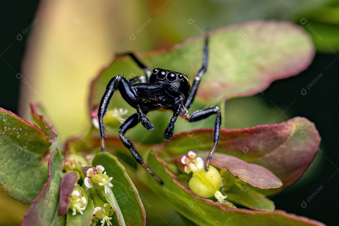 Pequena aranha saltadora macho do gênero Messua