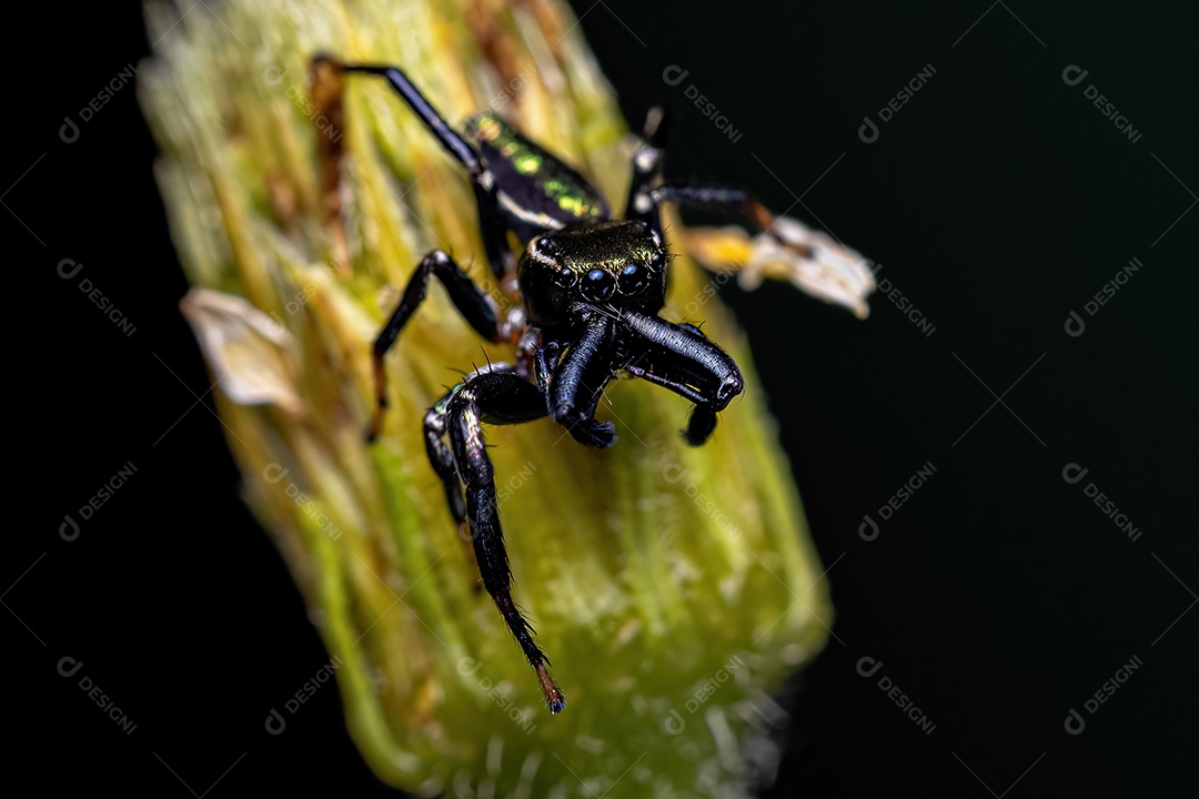 Pequena aranha saltadora macho do gênero Messua