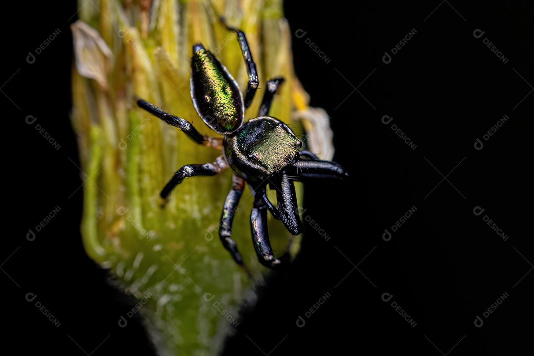 Pequena aranha saltadora macho do gênero Messua