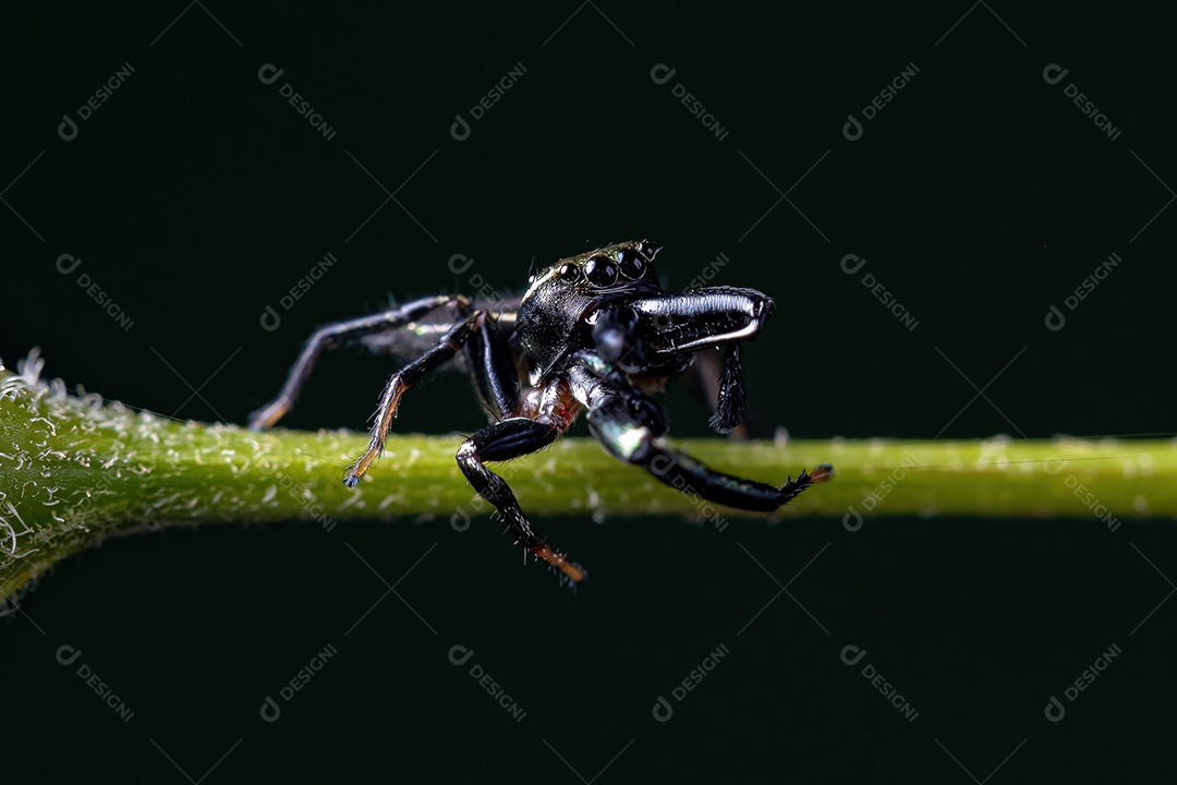 Pequena aranha saltadora macho do gênero Messua
