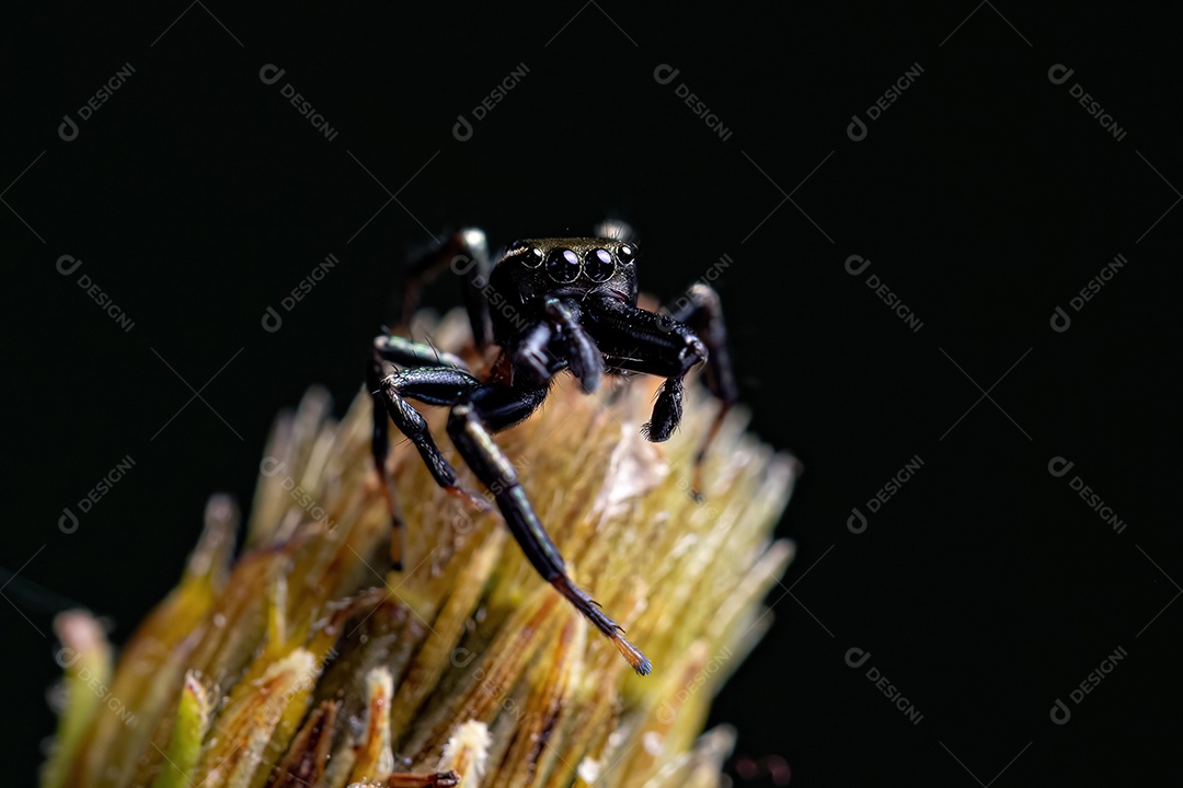 Aranha saltadora adulta do gênero Asaracus