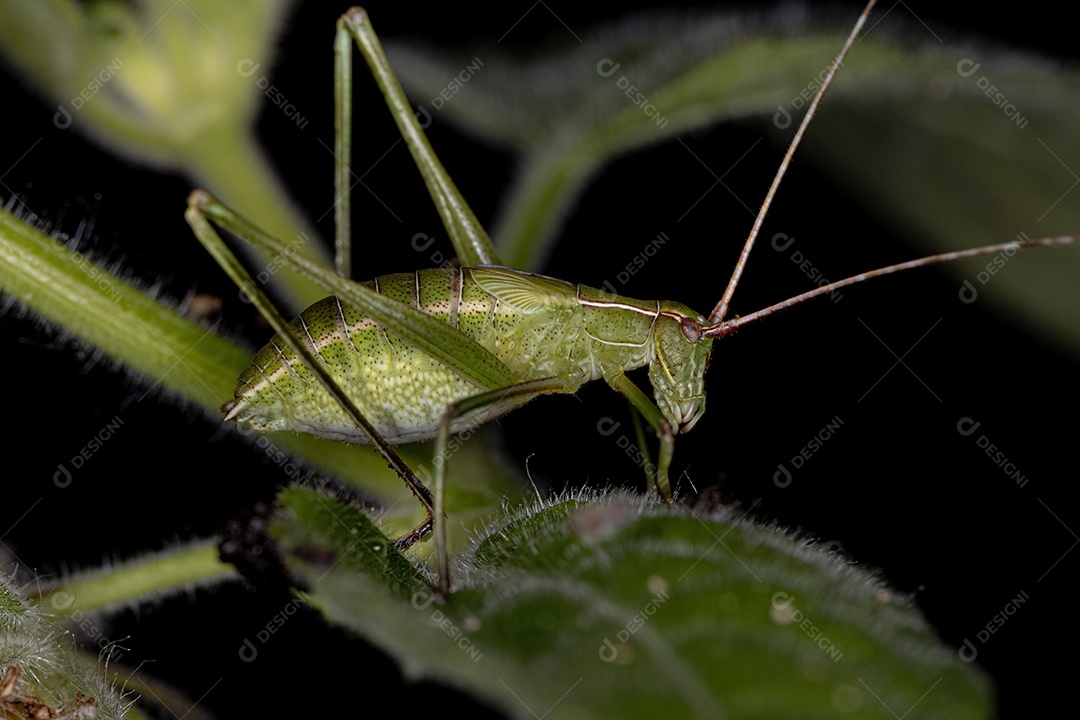 Faneropterina Katydid Ninfa da Tribo Aniarellini