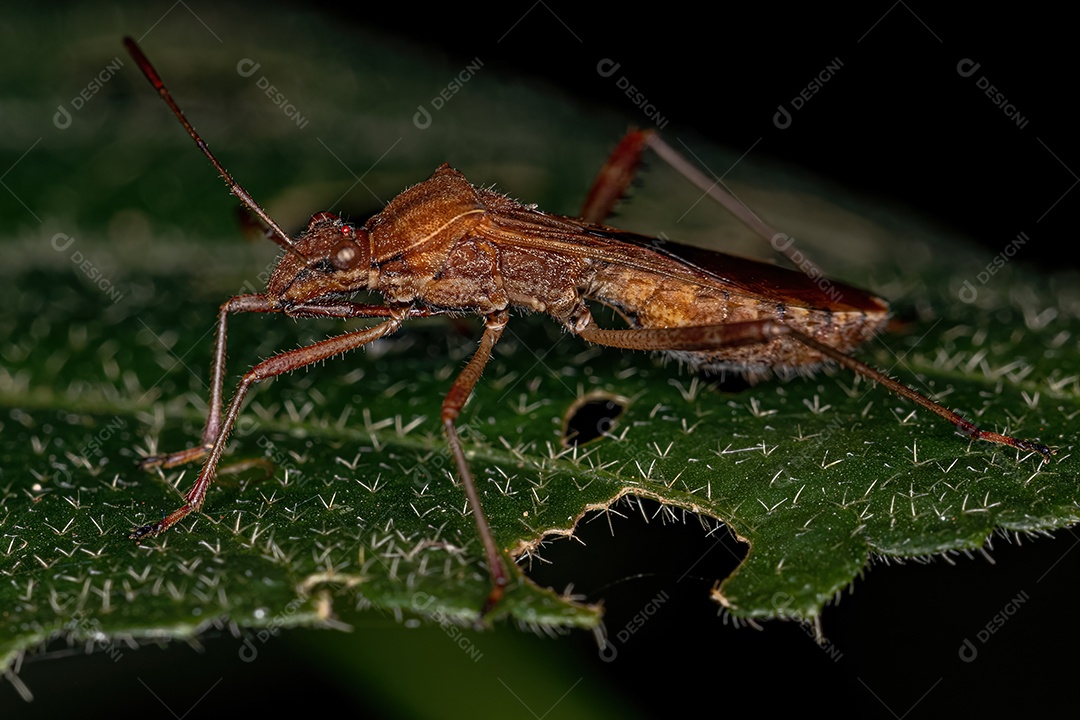 Inseto de cabeça larga adulto da espécie Neomegalotomus parvus