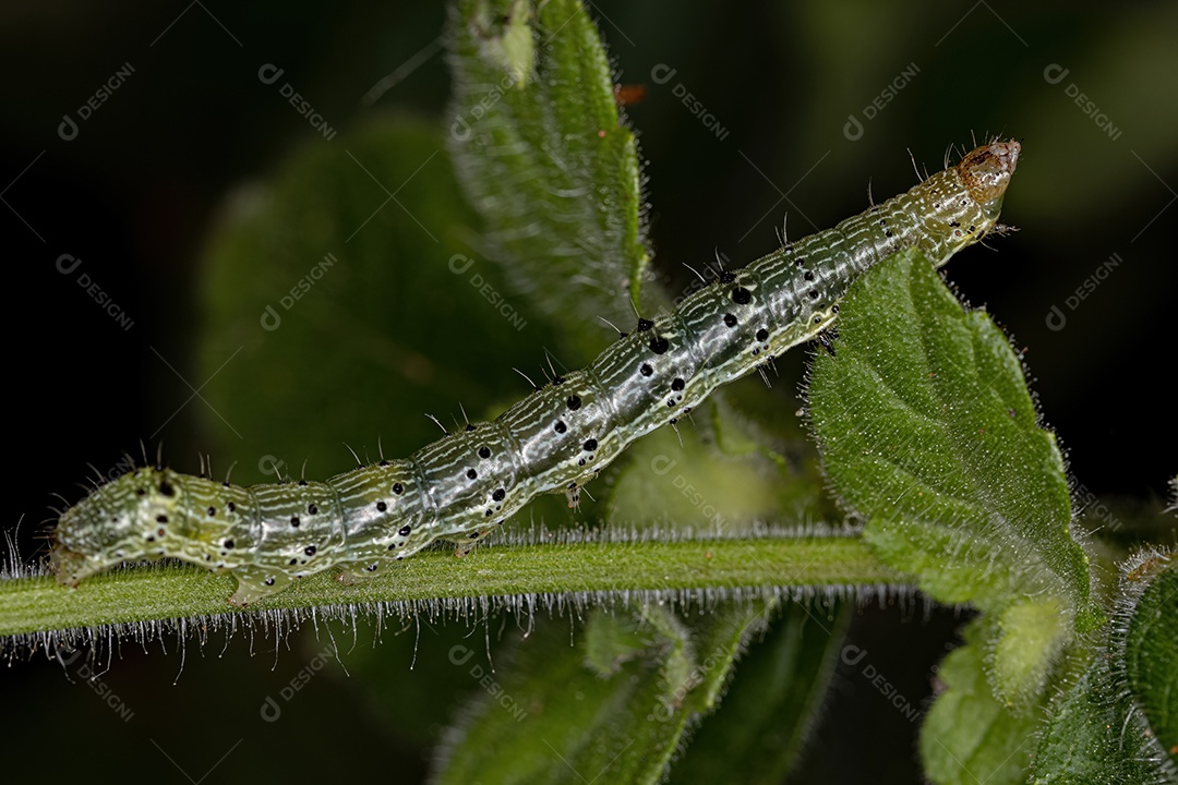 Pequena larva de mariposa da Ordem Lepidoptera