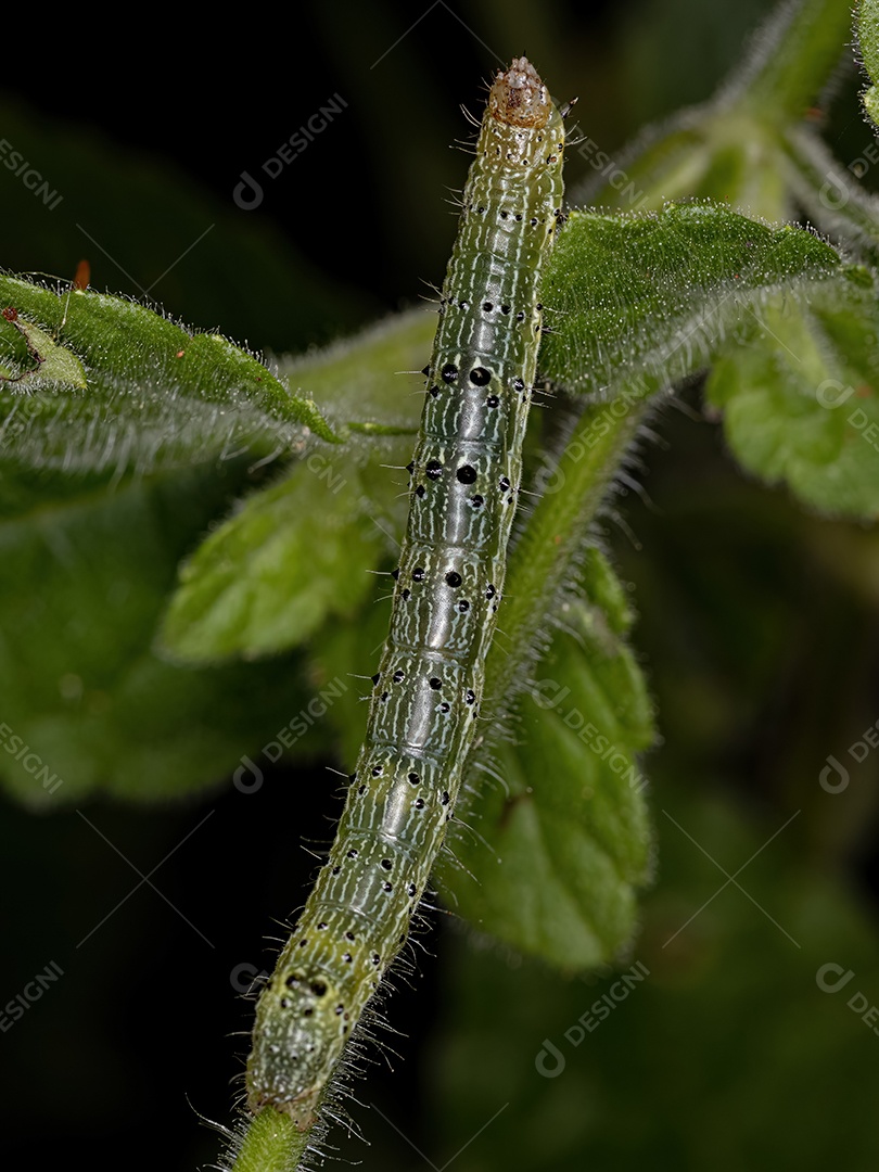 Pequena larva de mariposa da Ordem Lepidoptera