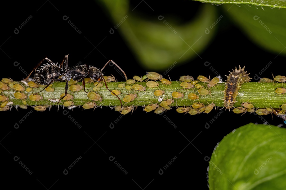 Pequenos pulgões amarelos da família aphididae com formiga carpinteira adulta do gênero camponotus e uma larva de mosca flutuante da família syrphidae