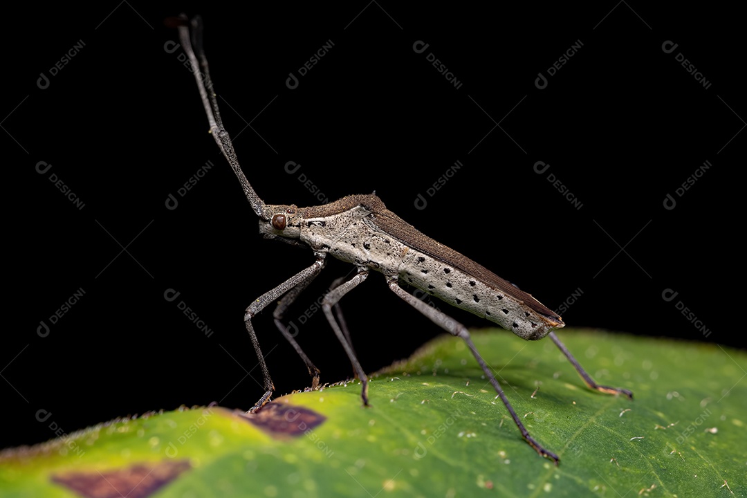 Inseto adulto do gênero Chariesterus