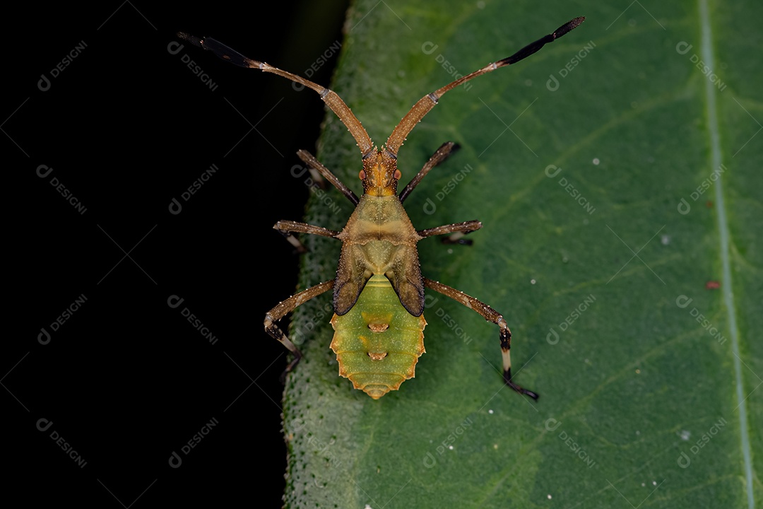 Inseto sobre floresta