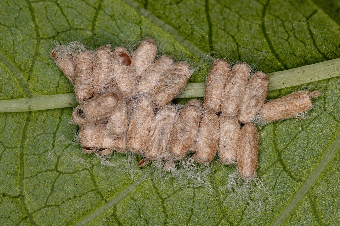 Pupas eclodiram de uma vespa parasitóide no dorso de uma folha de uma planta do gênero Cecropia