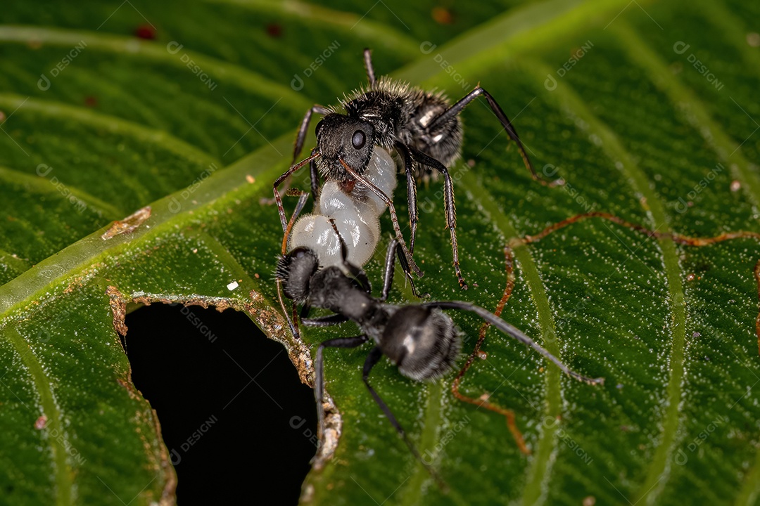 Formigas carpinteiras fêmeas adultas do gênero Camponotus atacando uma larva