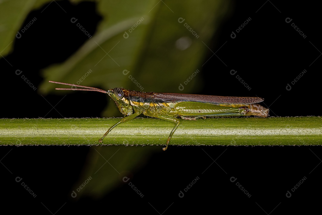 Gafanhoto palito adulto da espécie Stenopola puncticeps
