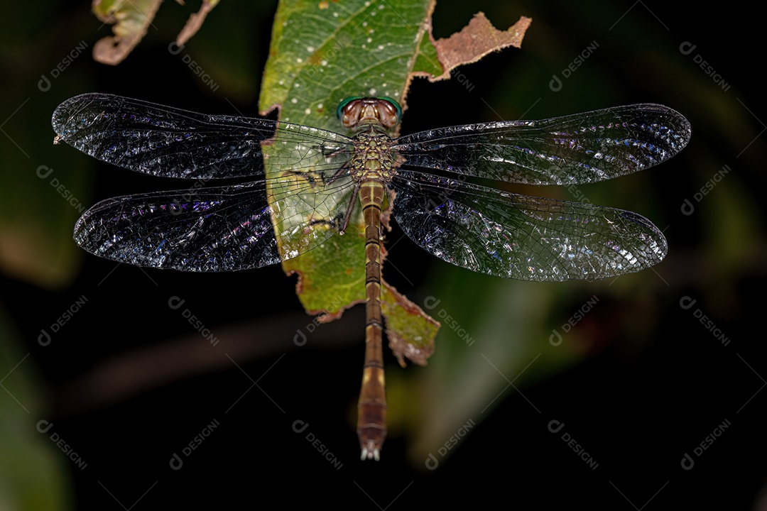 libélula clubtail adulta da família gomphidae