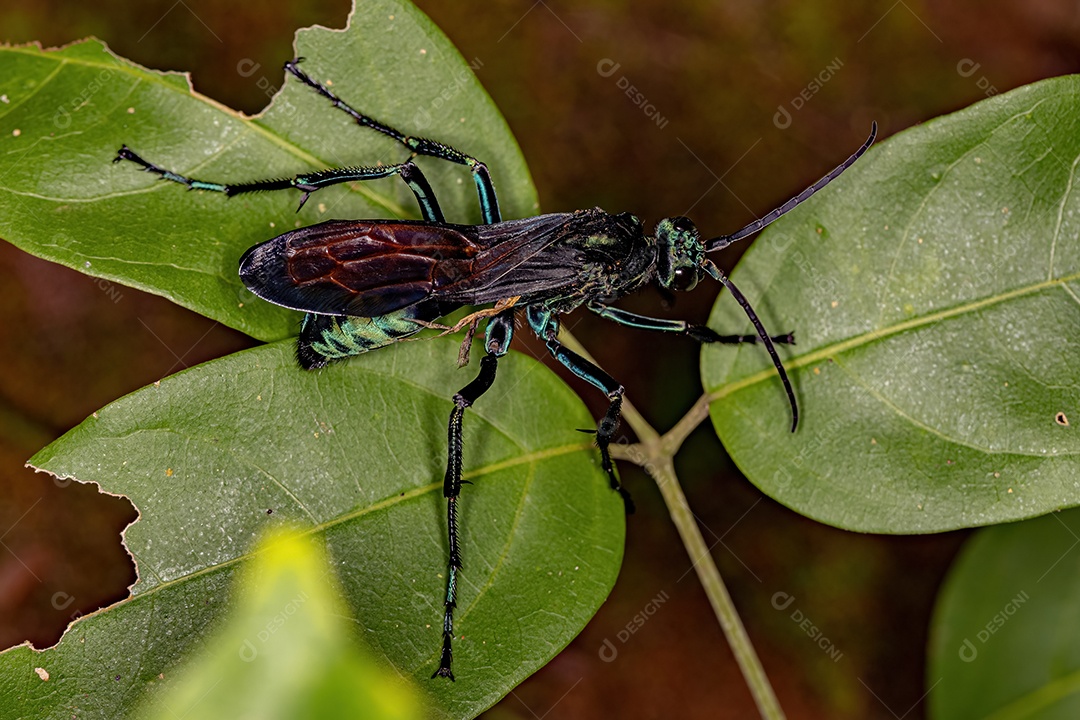 Vespa Tarântula-falcão adulta do gênero Pepsis