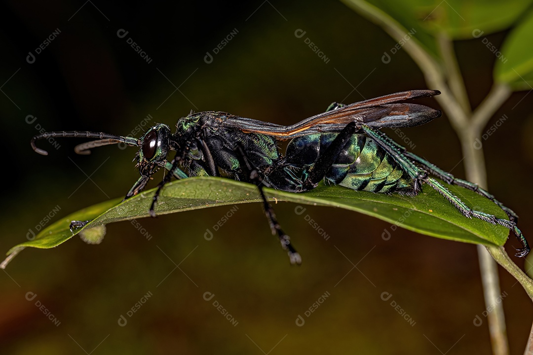Vespa Tarântula-falcão adulta do gênero Pepsis