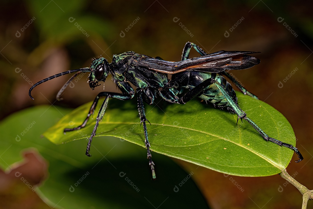 Vespa Tarântula-falcão adulta do gênero Pepsis