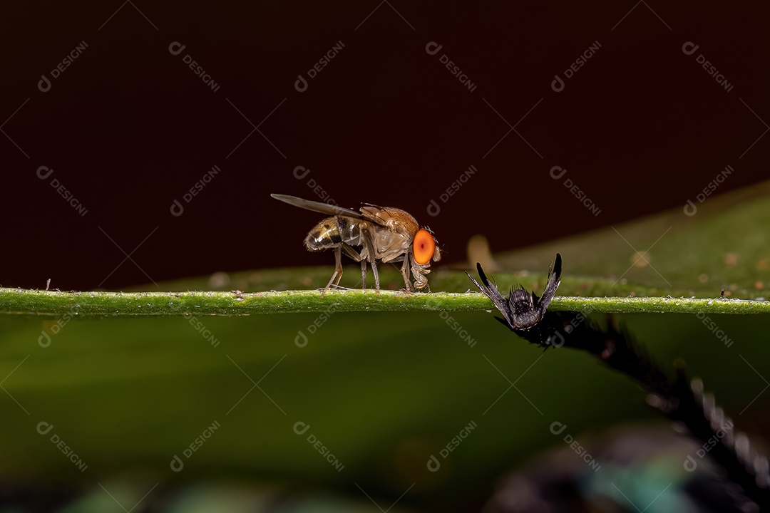 Mosca da fruta pequena adulta da família Drosophilidae