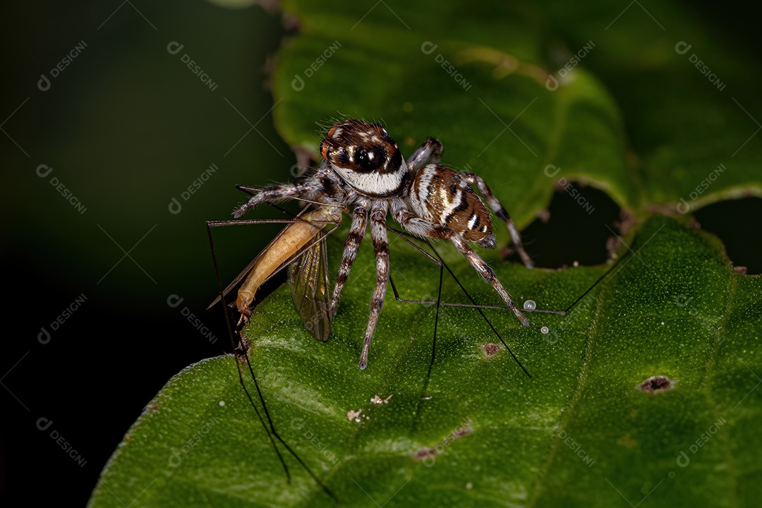 Pequena aranha saltadora da espécie Philira micans atacando uma mosca.