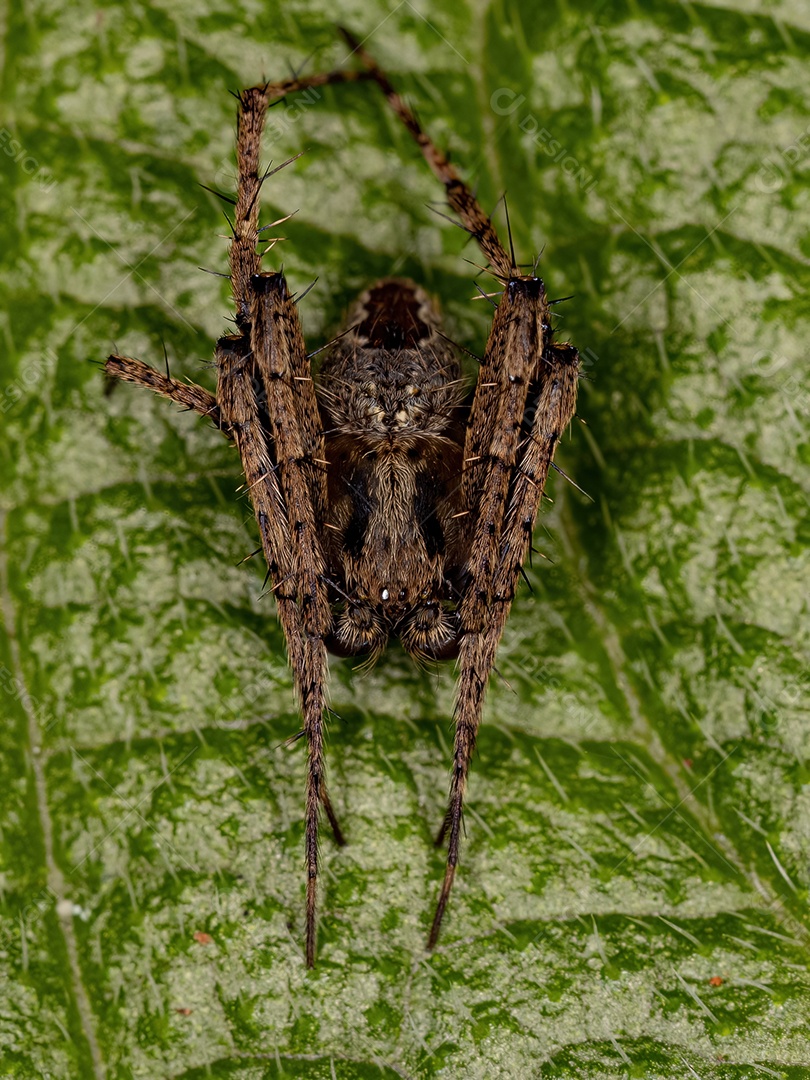 Aranha adulta Orbweaver clássico do gênero Eustala.