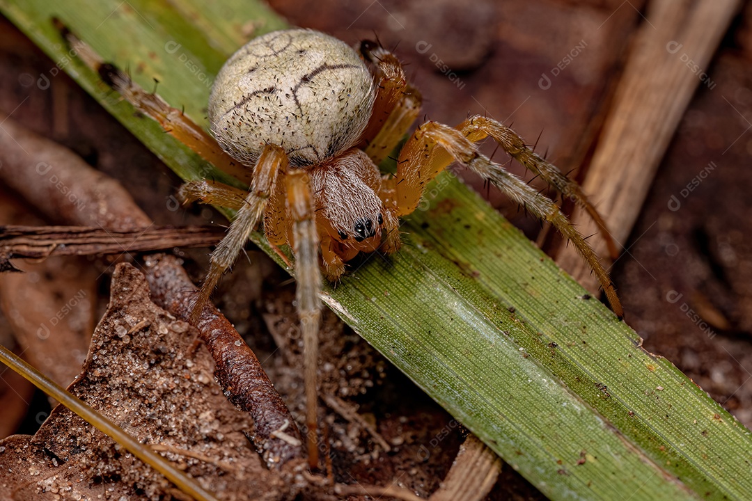 Pequeno Orbweaver Típico do Gênero Araneus.