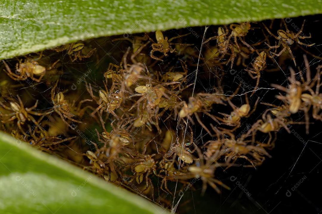 Pequenos Orbweavers Típicos da Família Araneidae