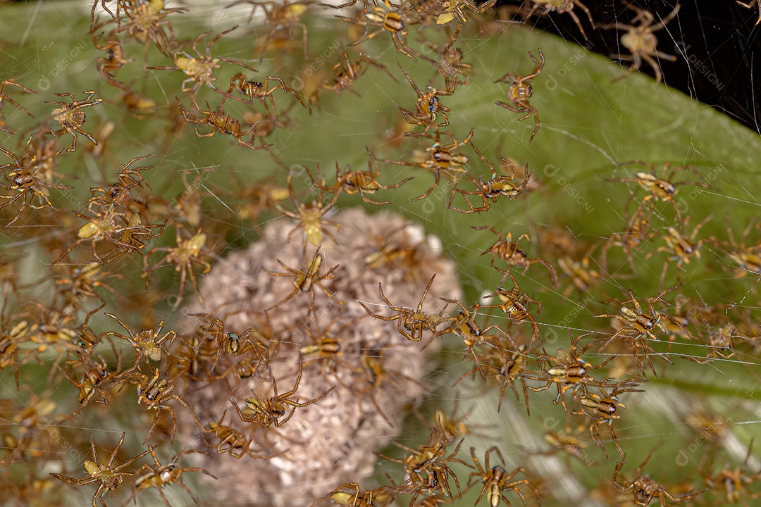 Pequenos Orbweavers Típicos da Família Araneidae