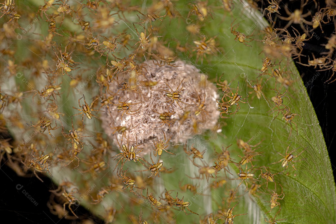 Pequenos Orbweavers Típicos da Família Araneidae