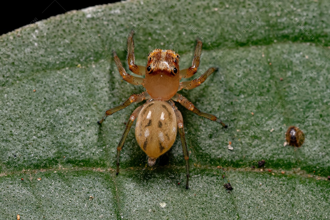 Aranha saltadora fêmea adulta do gênero Noegus
