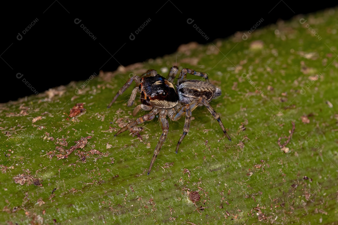 Aranha saltadora fêmea adulta da espécie Maeota dichrura