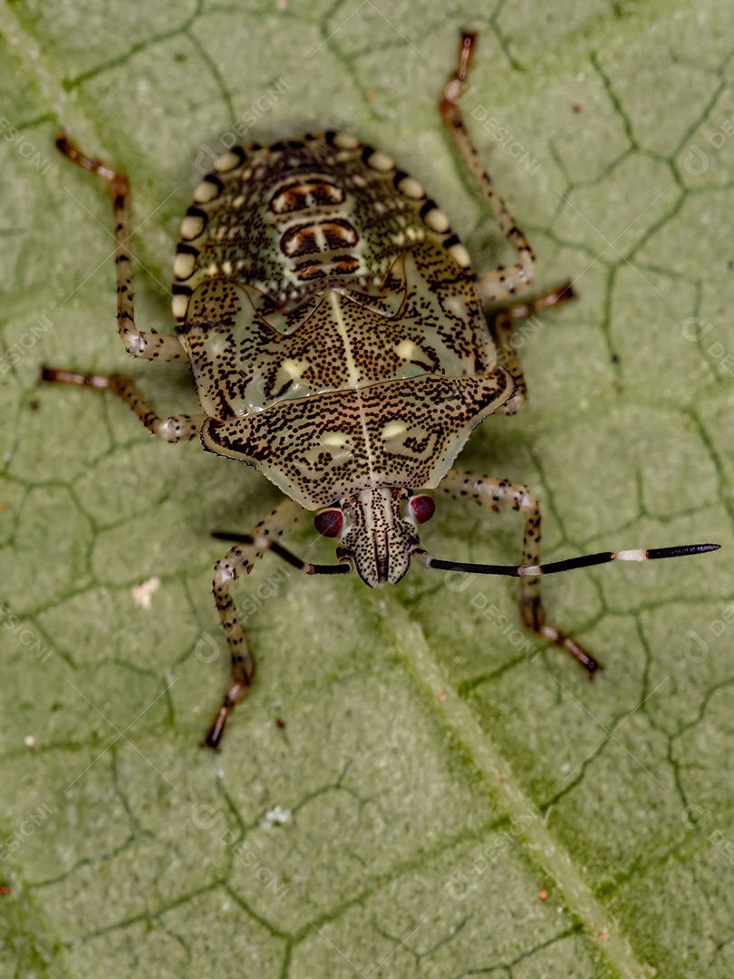 Percevejo Ninfa da espécie Sibaria armata