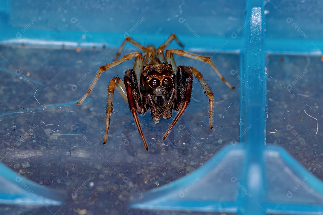 Aranha saltadora fêmea adulta do gênero Breda