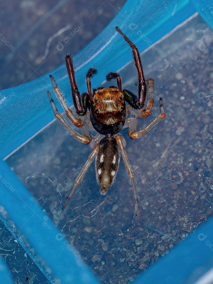 Aranha saltadora fêmea adulta do gênero Breda