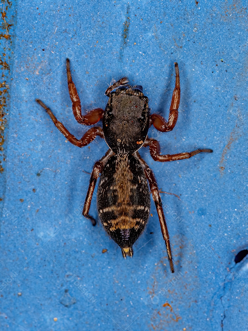 Aranha saltadora fêmea adulta do gênero Breda