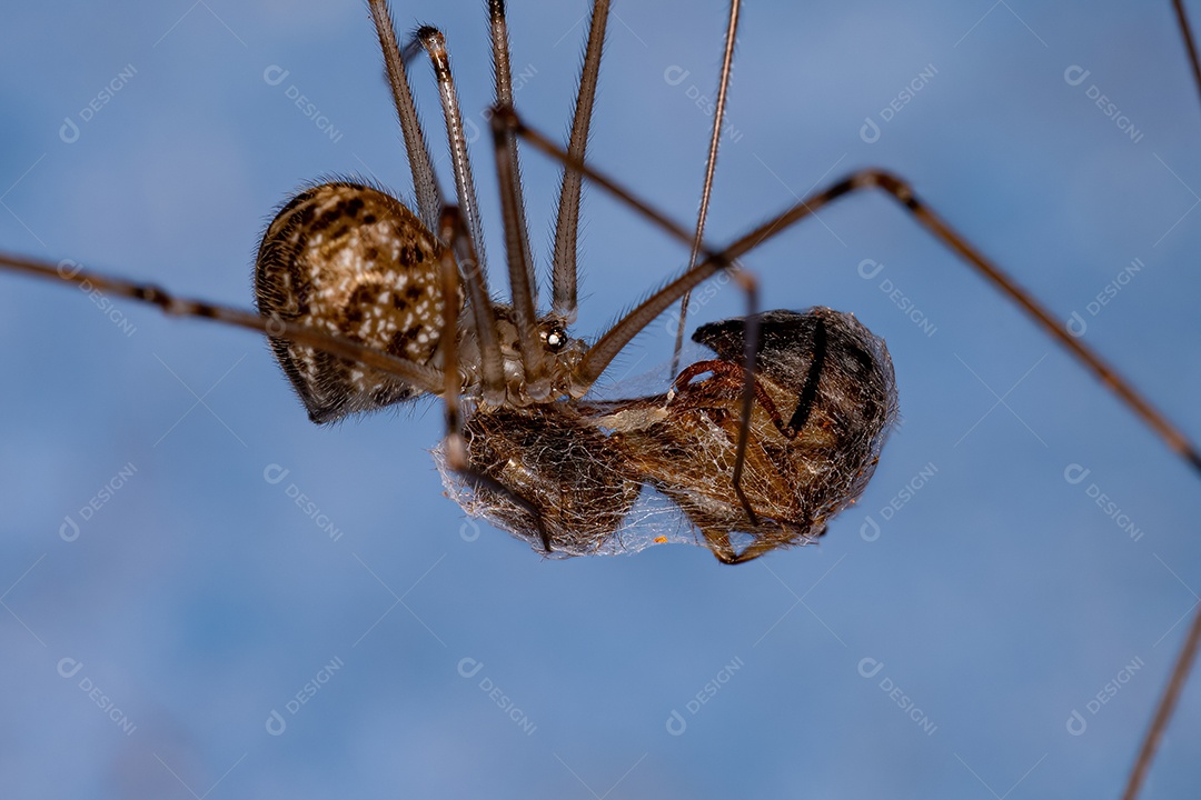 Pequena aranha de porão de corpo curto da espécie Physocyclus globosus atacando uma formiga