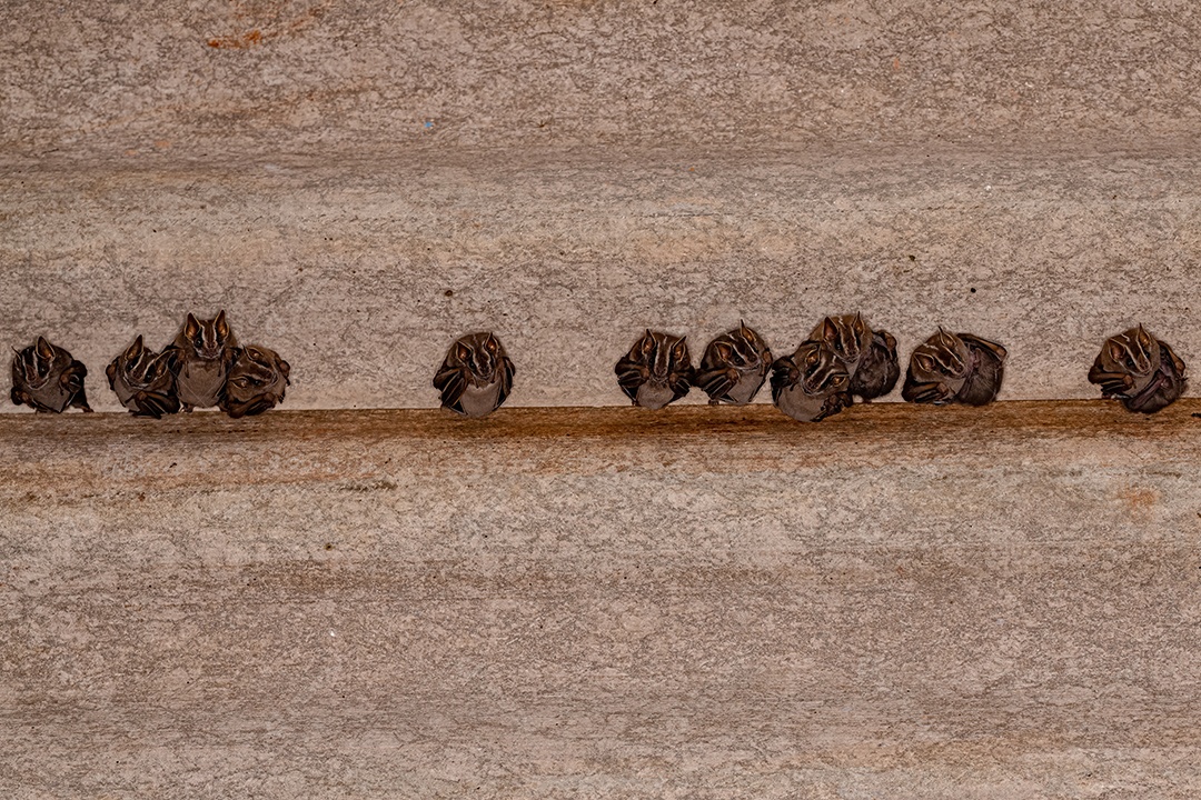 Morcegos-de-nariz-largo-de-linha-branca da espécie Platyrrhinus lineatus