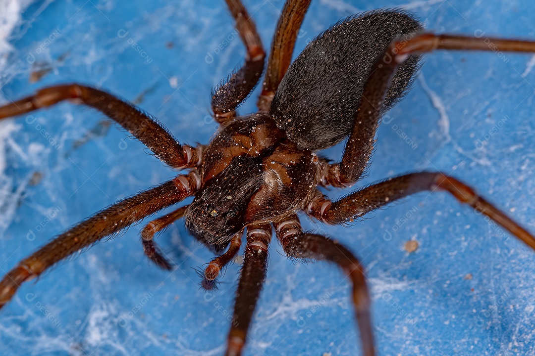 Aranha reclusa adulta do gênero Loxosceles