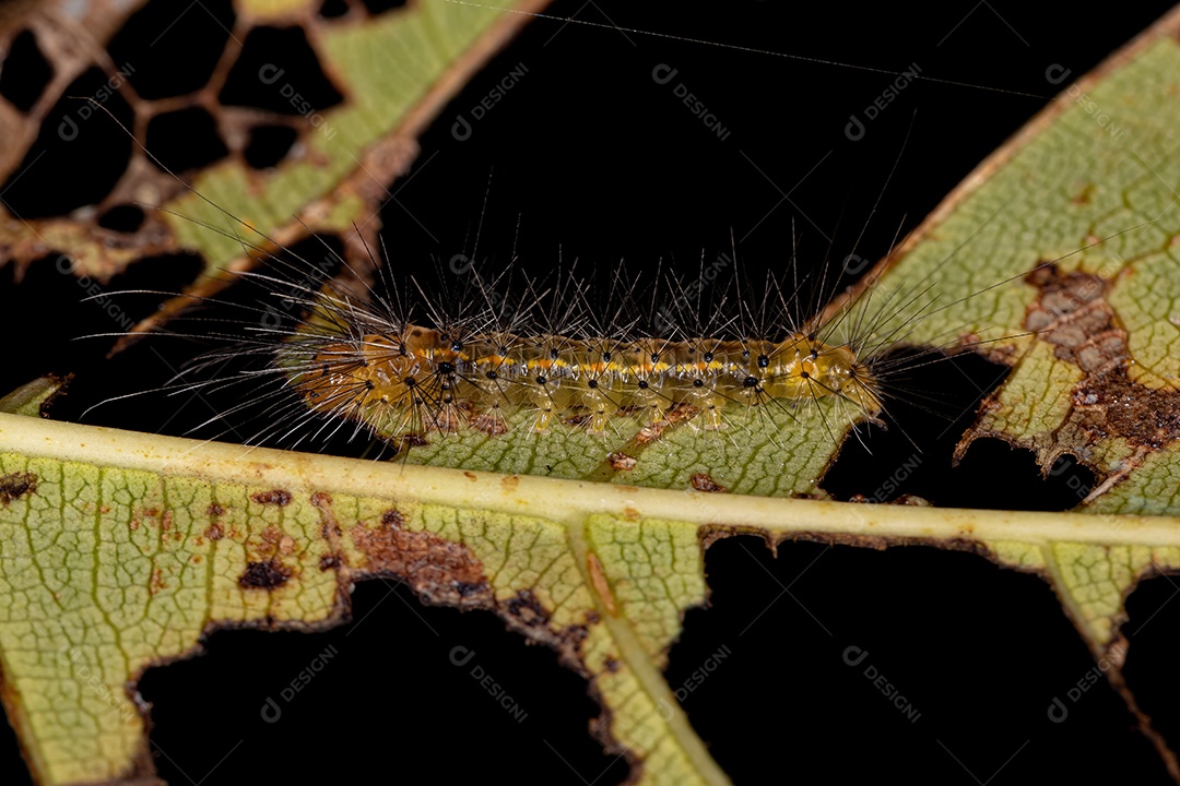 Lagarta da Mariposa Tigre da Tribo Arctiini