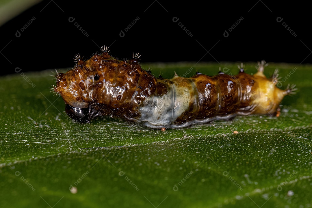 Lagarta Rabo de Andorinha Gigante do Novo Mundo do Subgênero Heraclides que se camufla lembrando excrementos de pássaros