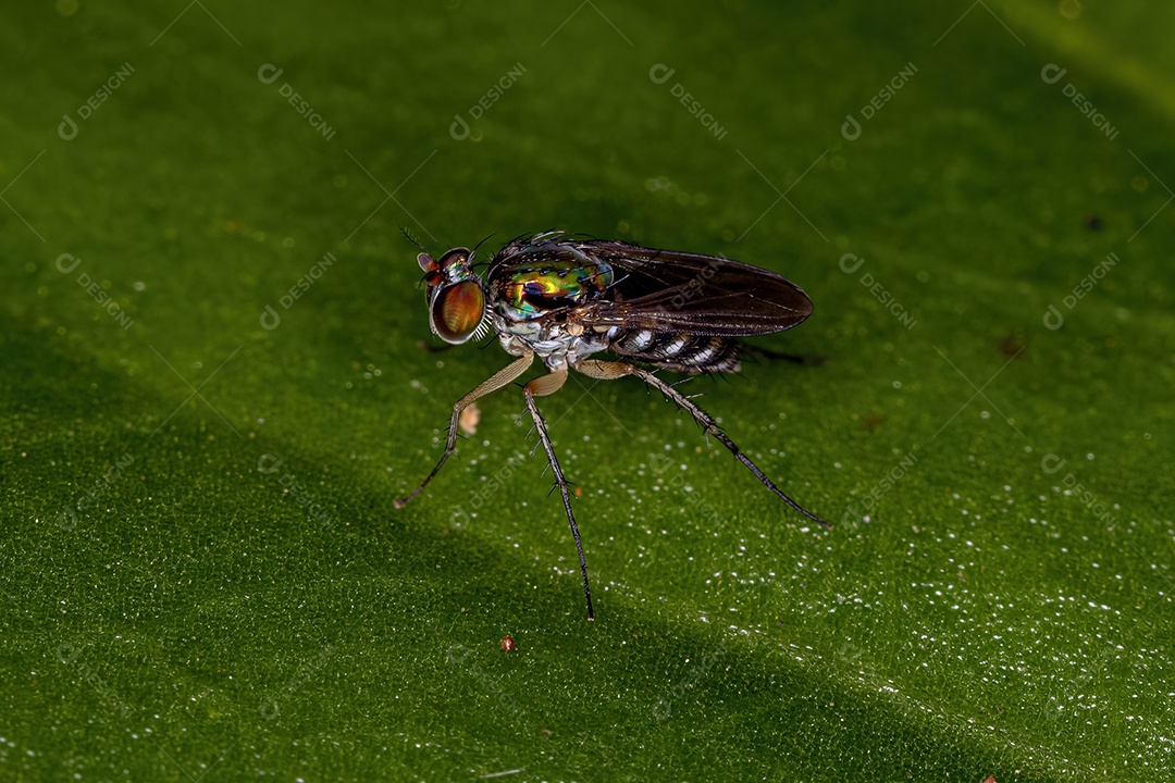 Mosca pernalta adulta da família Dolichopodidae
