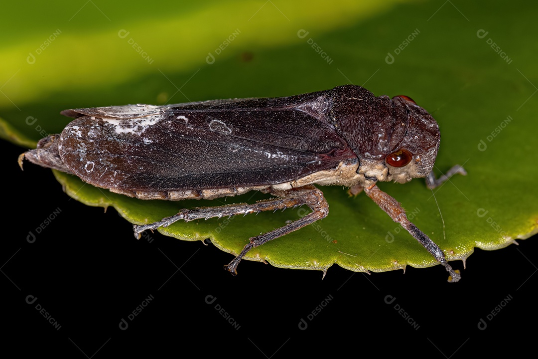Cigarrinha Típica adulta da Tribo Proconiini