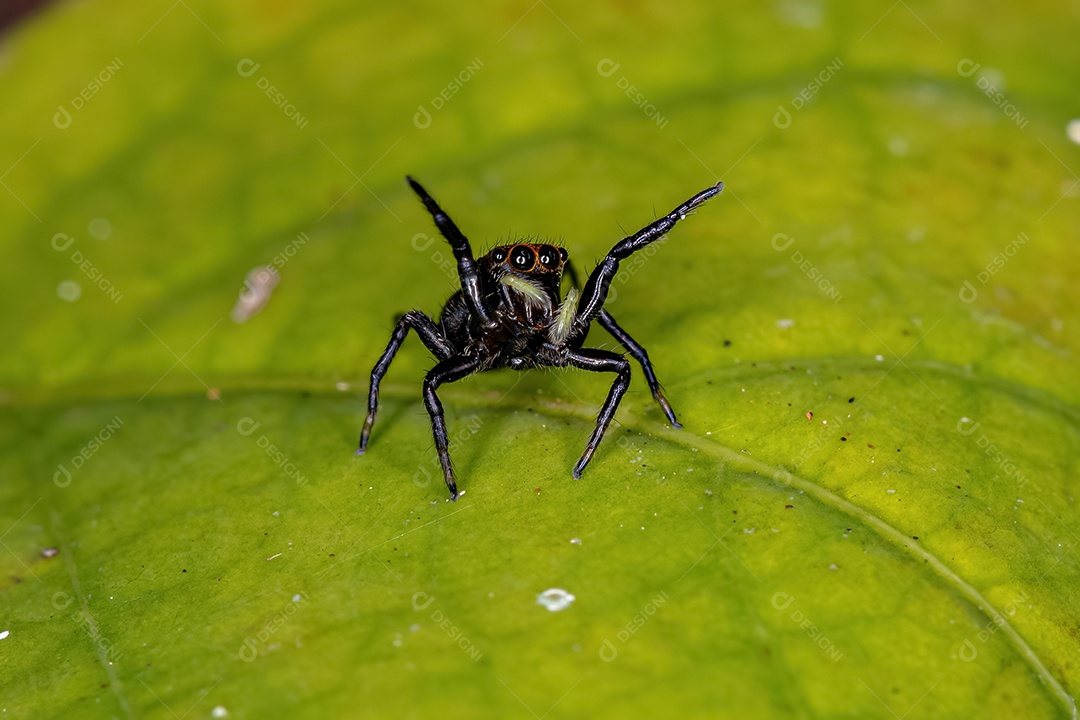 Pequena aranha saltadora do gênero Phiale