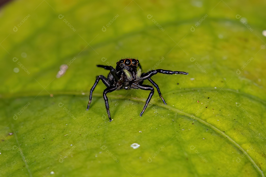 Pequena aranha saltadora do gênero Phiale