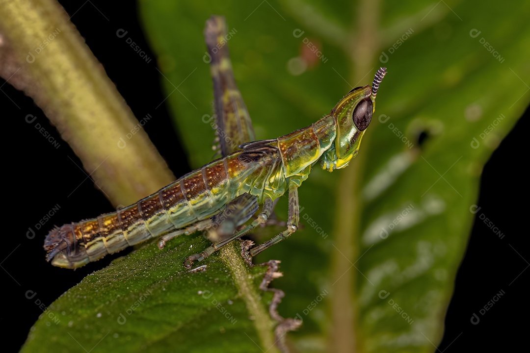 Macaco Gafanhoto Ninfa da Família Eumastacidae