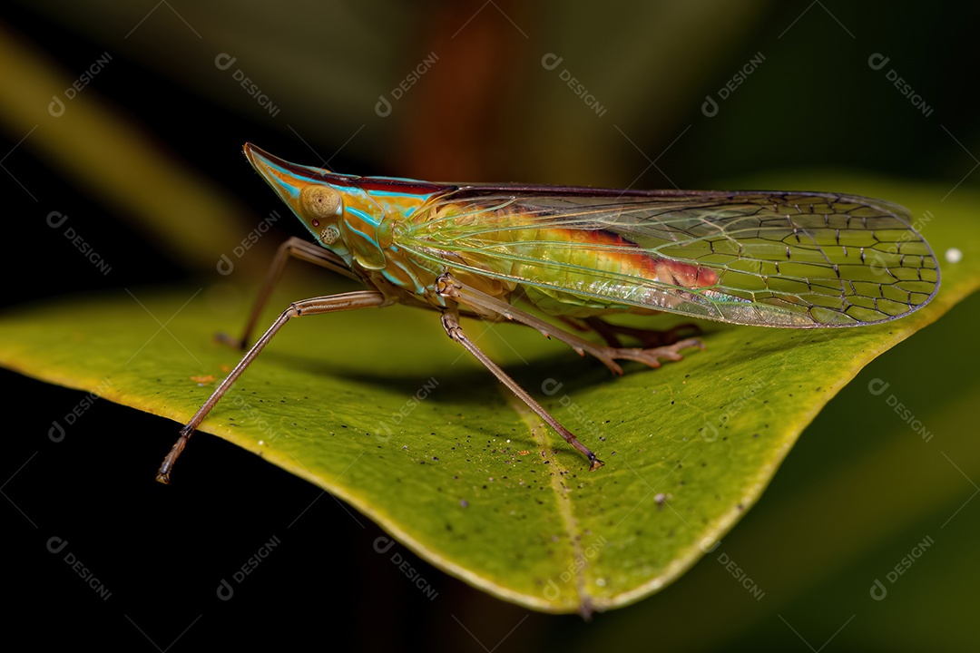 Inseto cigarrinha verde adulto da família Dictyopharidae