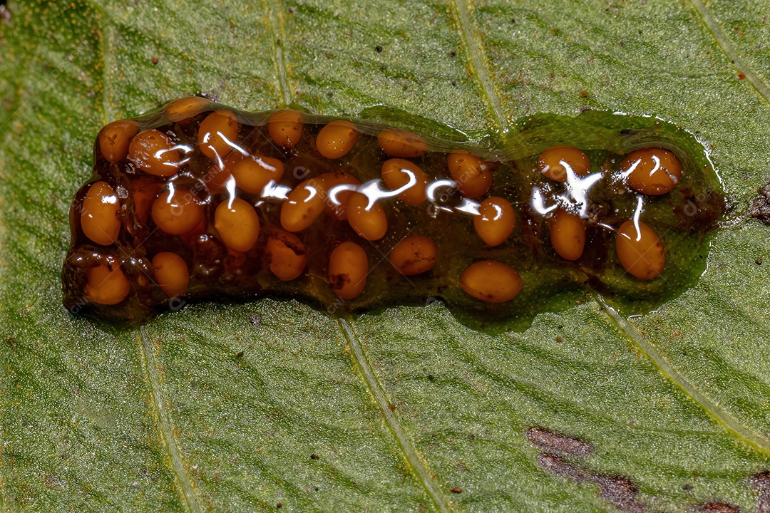 Pequenas sementes amarelas em substância gelatinosa dispersor de sementes de fezes de animais de morcego
