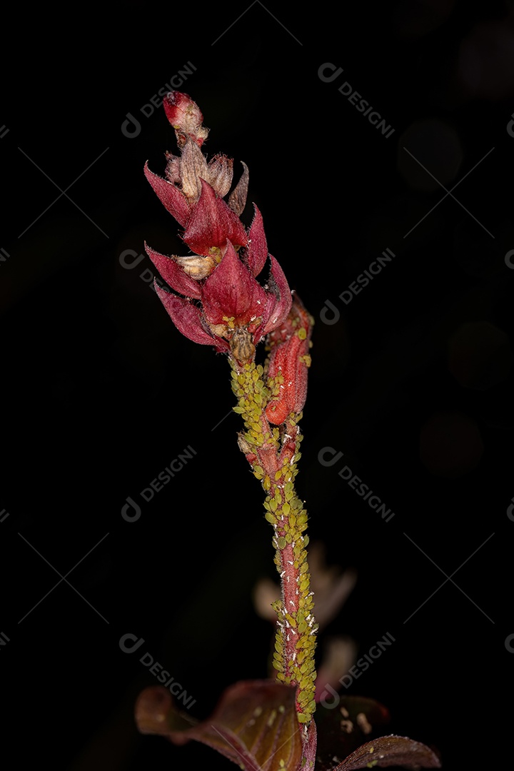 Grupo de pequenos pulgões verdes da Família Aphididae