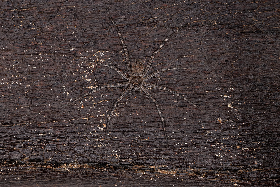 Aranha Trechaleid fêmea adulta da família Trechaleidae