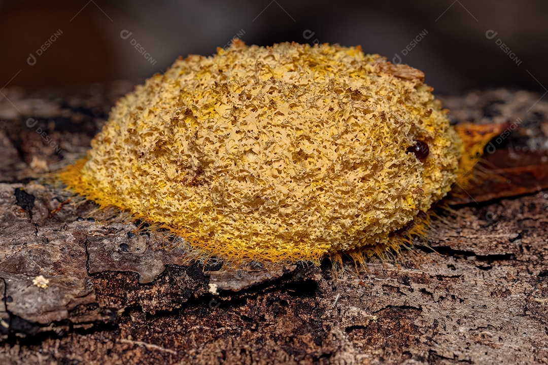 Verdadeiro bolor limoso do gênero Fuligo
