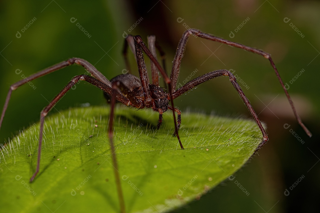 Aranha reclusa adulta do gênero Loxosceles