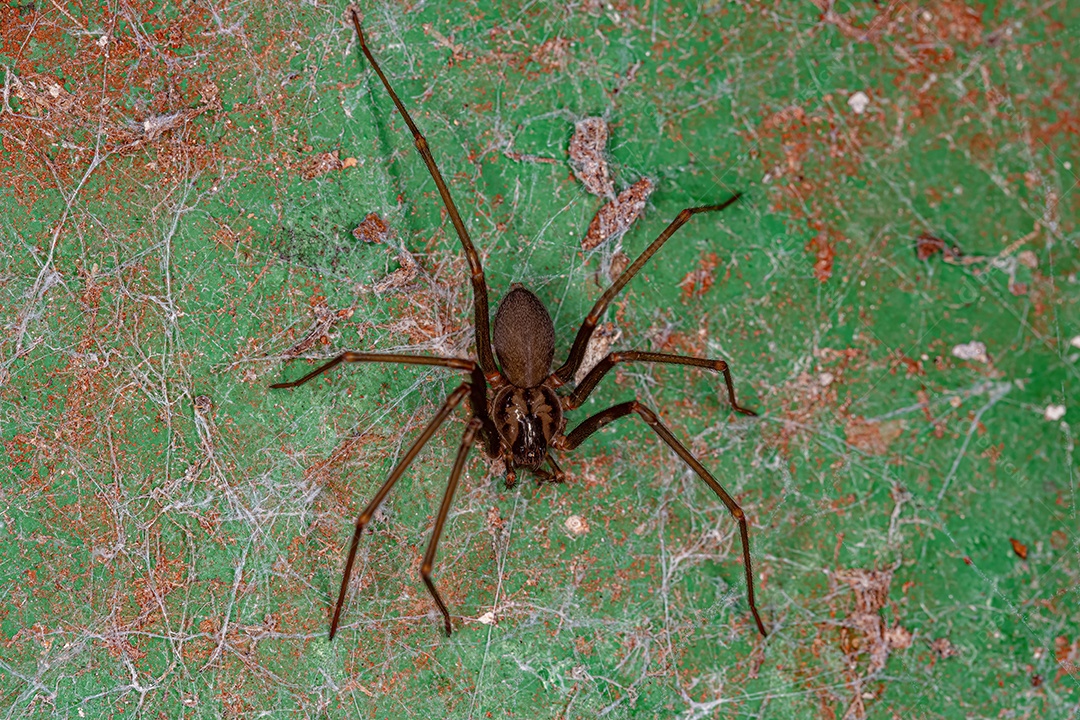 Aranha reclusa adulta do gênero Loxosceles