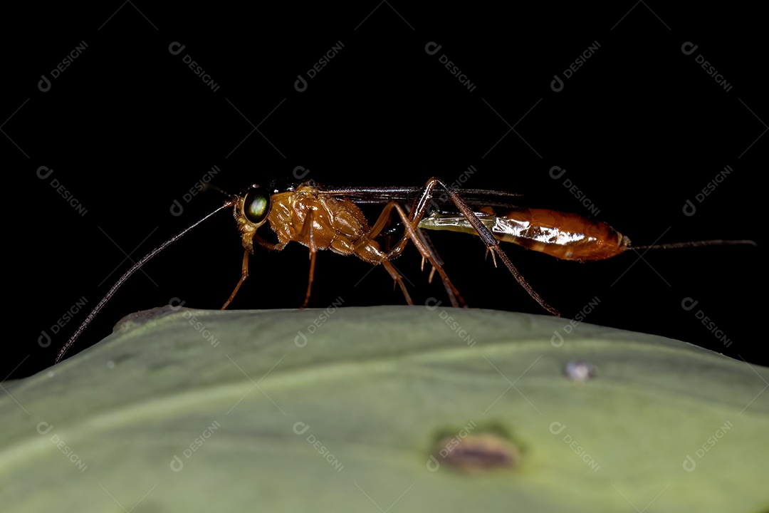Vespa Ichneumonidae adulta da família Ichneumonidae